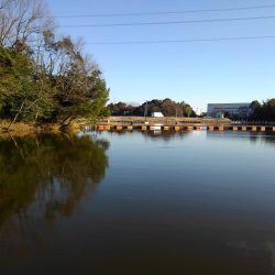 大安トラウトレイク 釣果